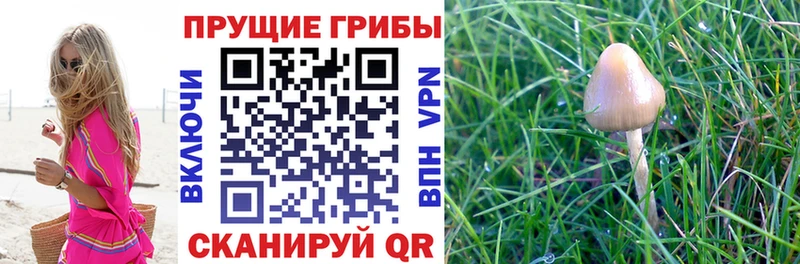 Галлюциногенные грибы Psilocybine cubensis Онега